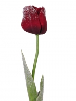 Tulp 2bld iced 65cm, Burgundy